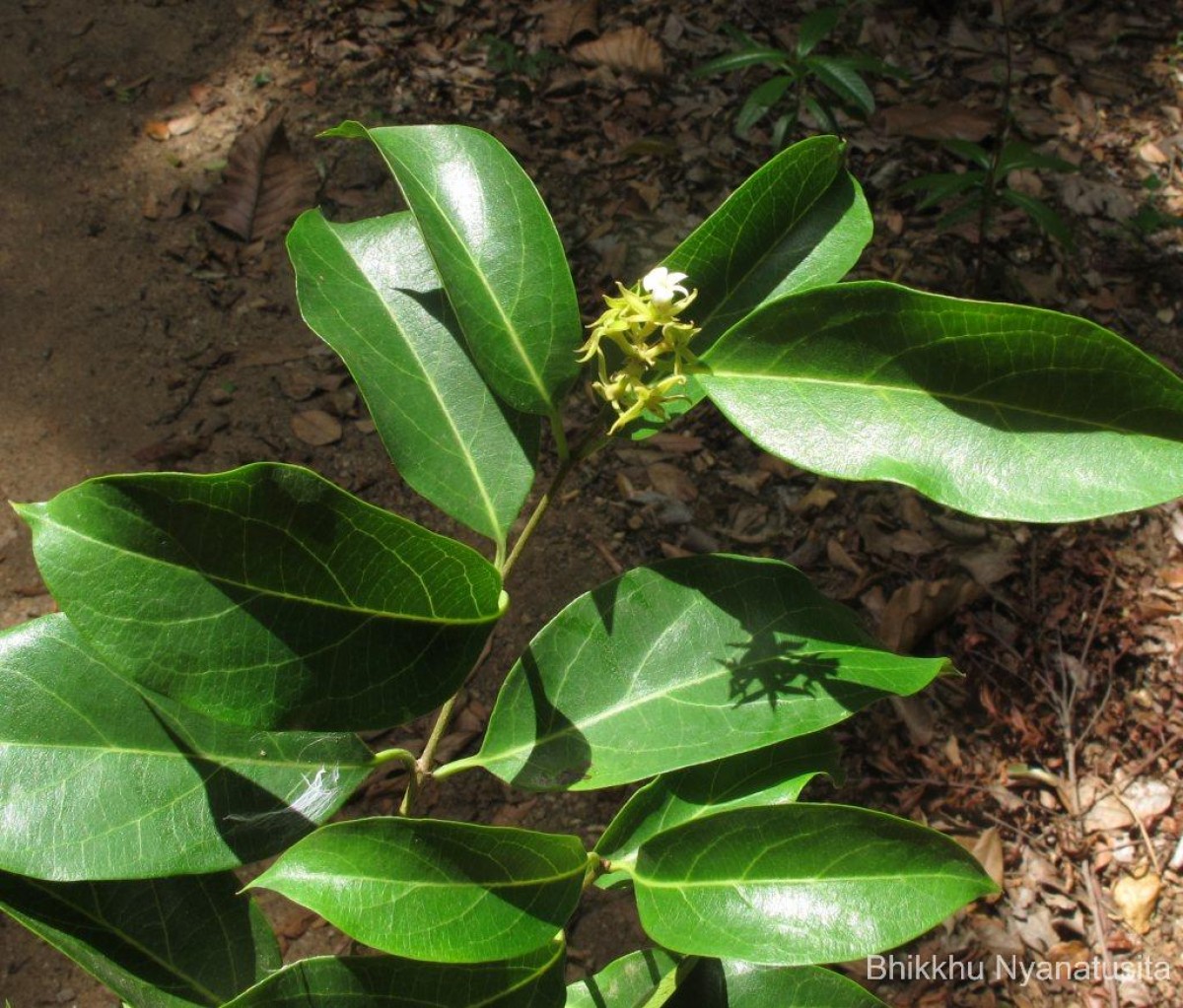 Aganosma cymosa (Roxb.) G.Don